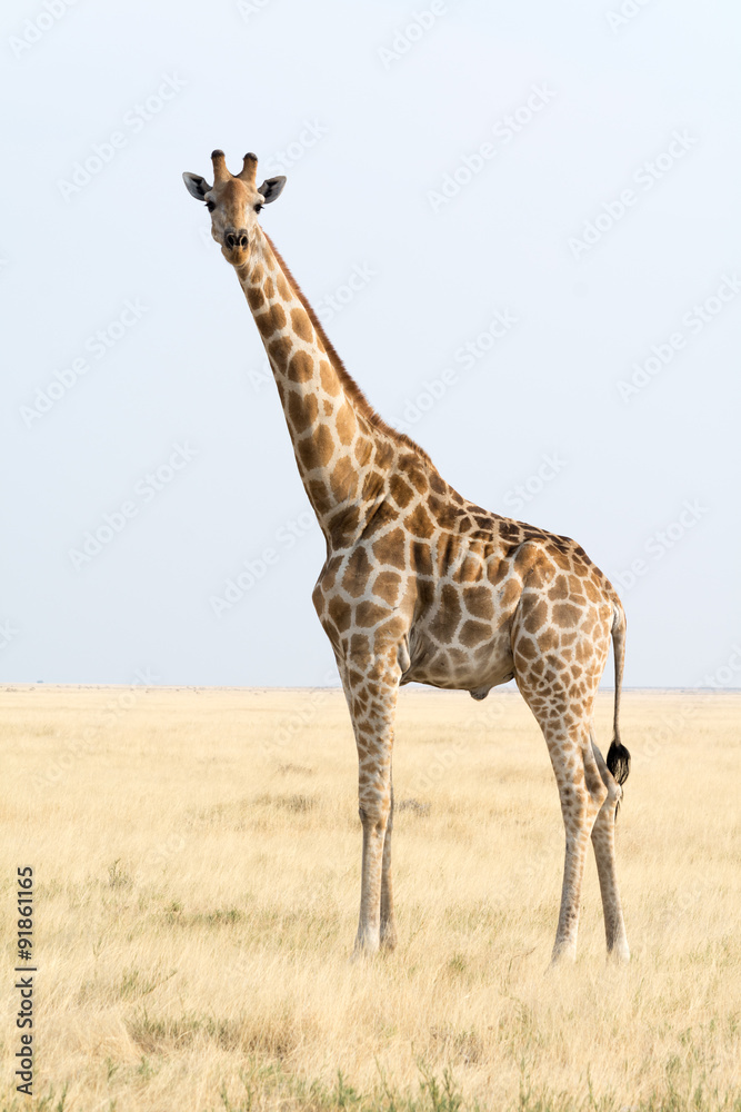 Obraz premium Giraffe
