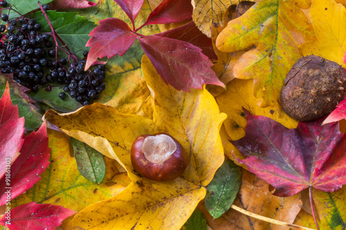 Herbstcollage, Kastanien, Blätter und Holunder