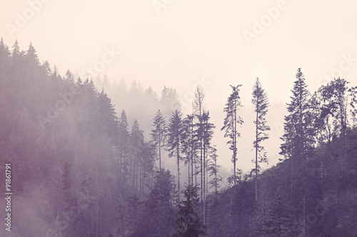 Fototapeta mgła w lesie beże