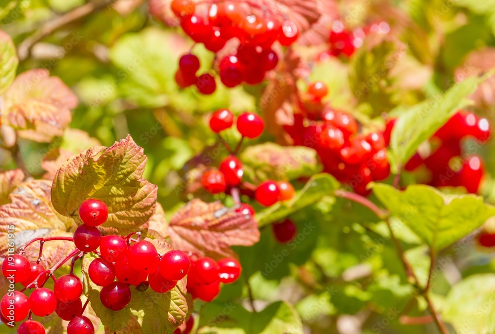 Obraz premium Ribisel - Johannisbeeren