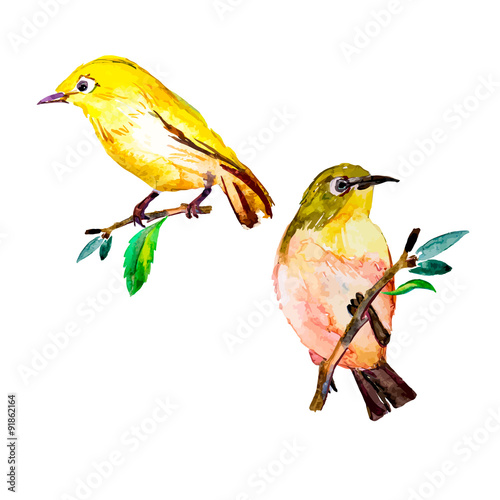 White-eye bird watercolor isolated on a white background. 