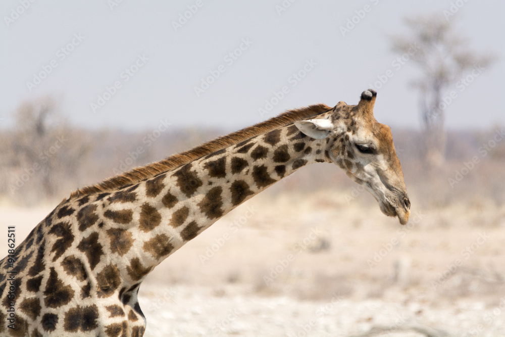 Obraz premium Giraffe