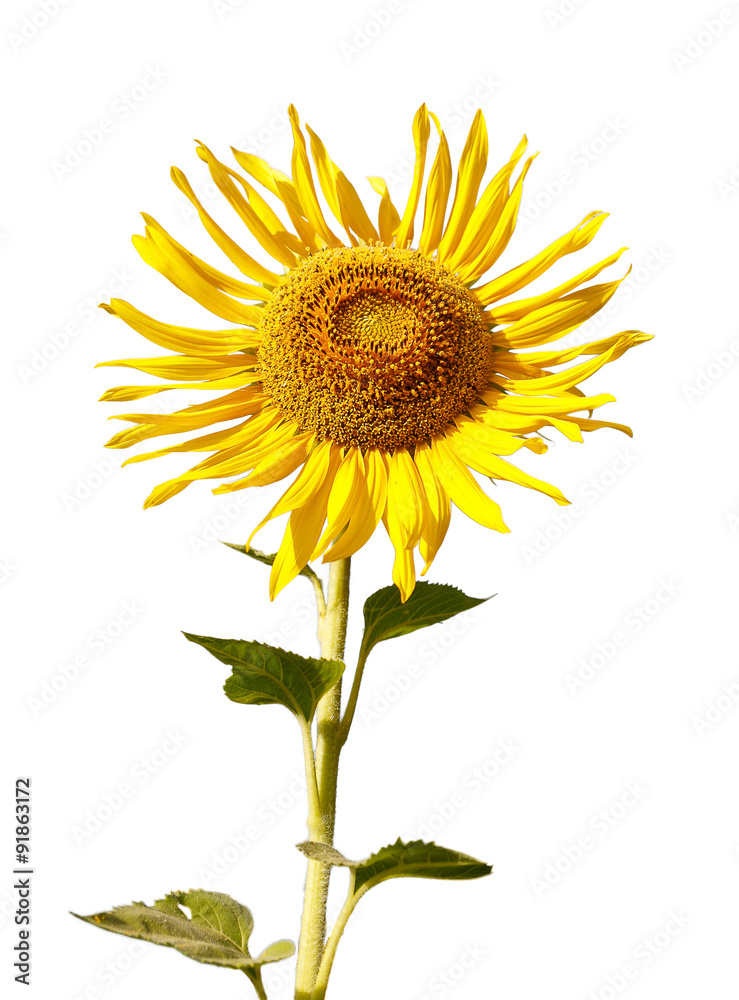 Fototapeta premium Sunflower