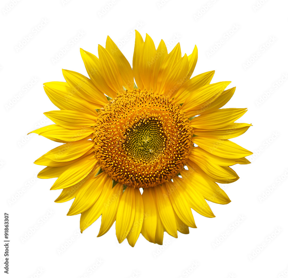Naklejka premium Sunflower