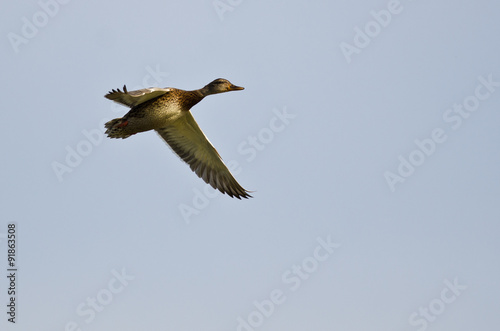 Female Gadwall Flying in a Blue Sky
