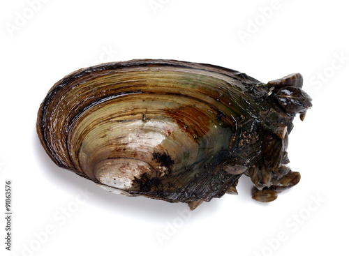 River mussel (Anodonta) with small mussels
