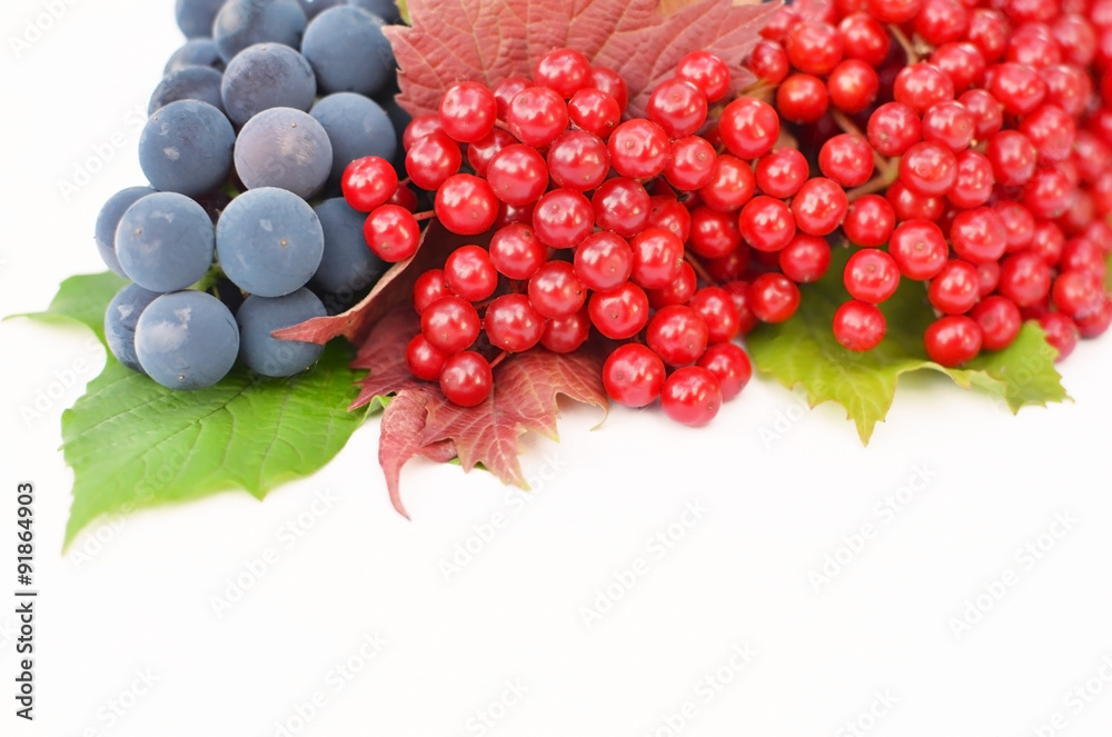 Guelder-rose berries with grapes on a white background