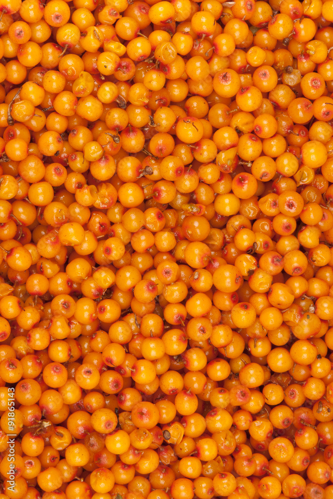 Fototapeta premium sea-buckthorn