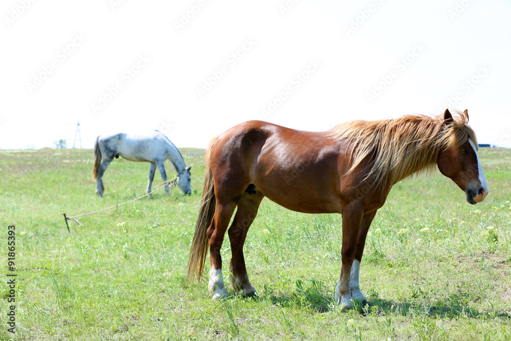 Beautiful brown horse grazing on meadow Beautiful brown horse grazing on meadow