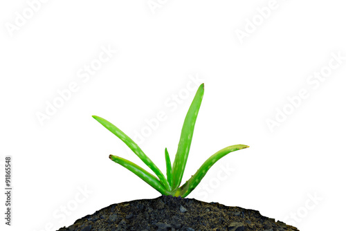 Aloe vera plant growing on withe background