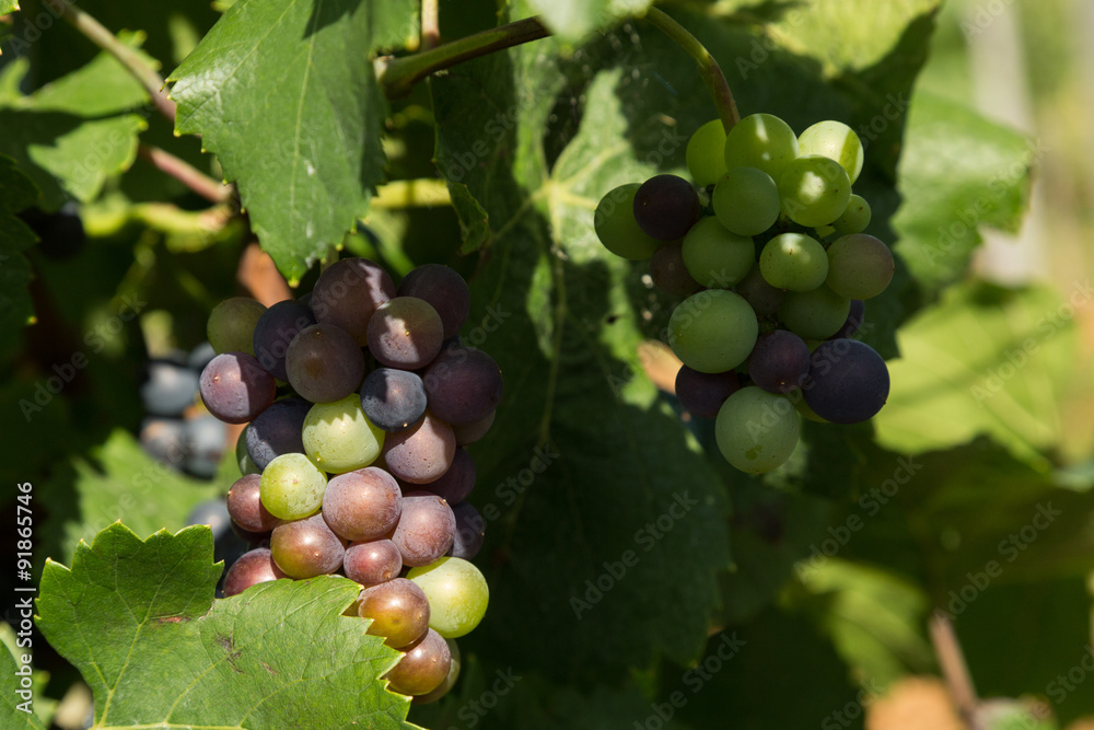 grapes in the vineyards of Burgundy, France grapes in the vineyards of Burgundy, France