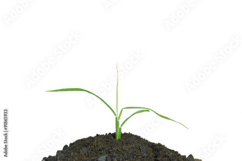 plant growing on withe background