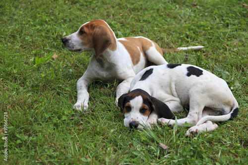 Beagle Hound Dog Puppies