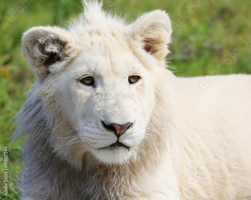 young white lion.