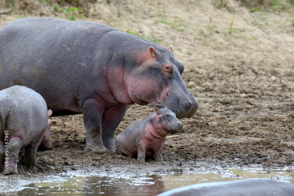 Hippo family