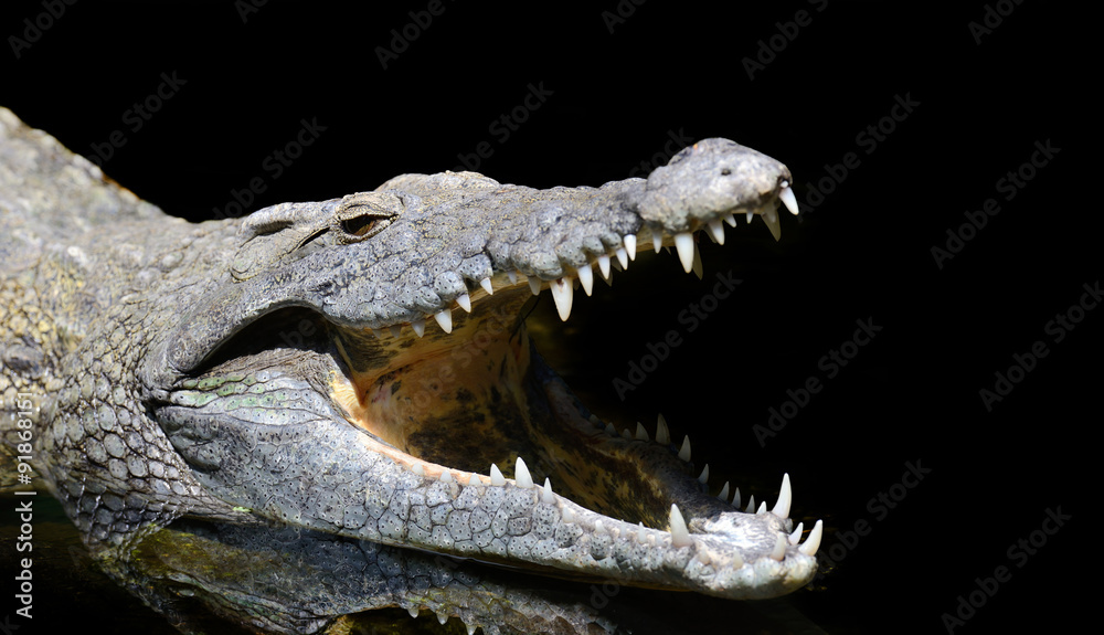 Fototapeta premium Crocodile head 