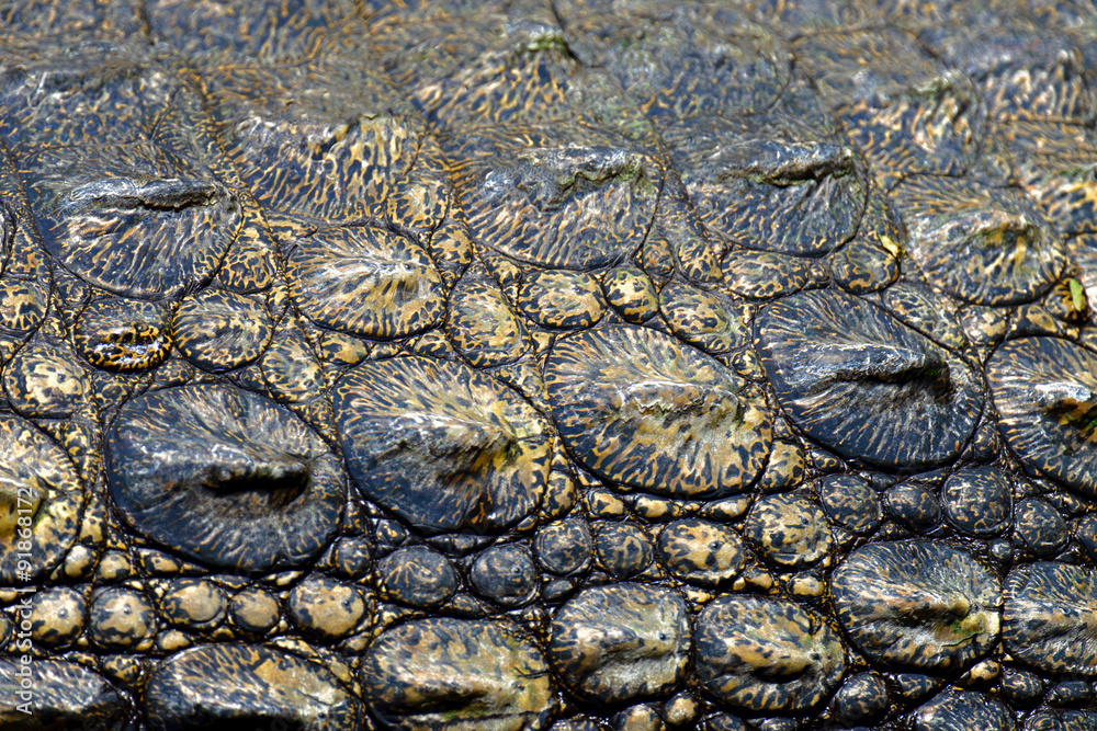 Naklejka premium Crockodile skin