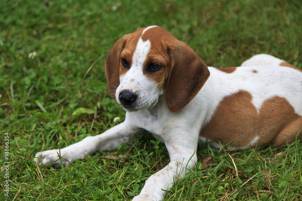 Beagle Puppy Beagle Puppy