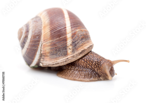 Snail on a white background. super macro