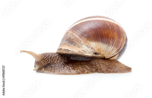 Snail on a white background. super macro