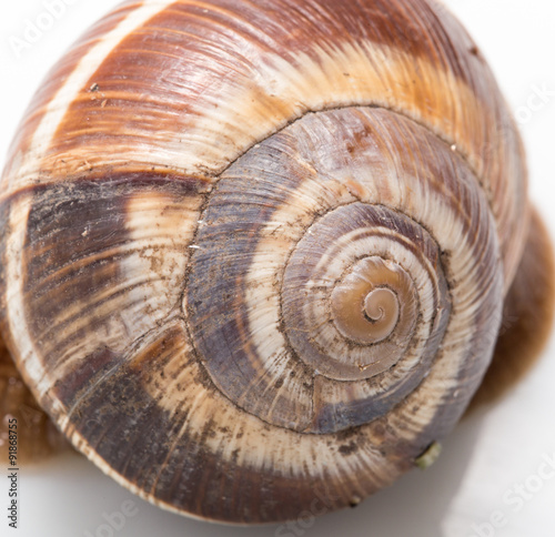 snail shell as a background. super macro