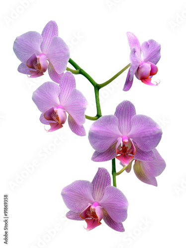 Fototapeta Naklejka Na Ścianę i Meble -  Pink orchid