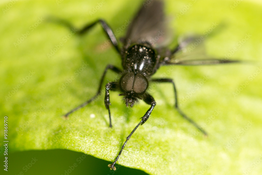 portrait of a fly on a green leaf. close portrait of a fly on a green leaf. close