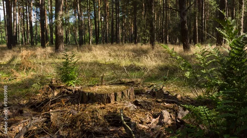 Obraz las i ściółka leśna