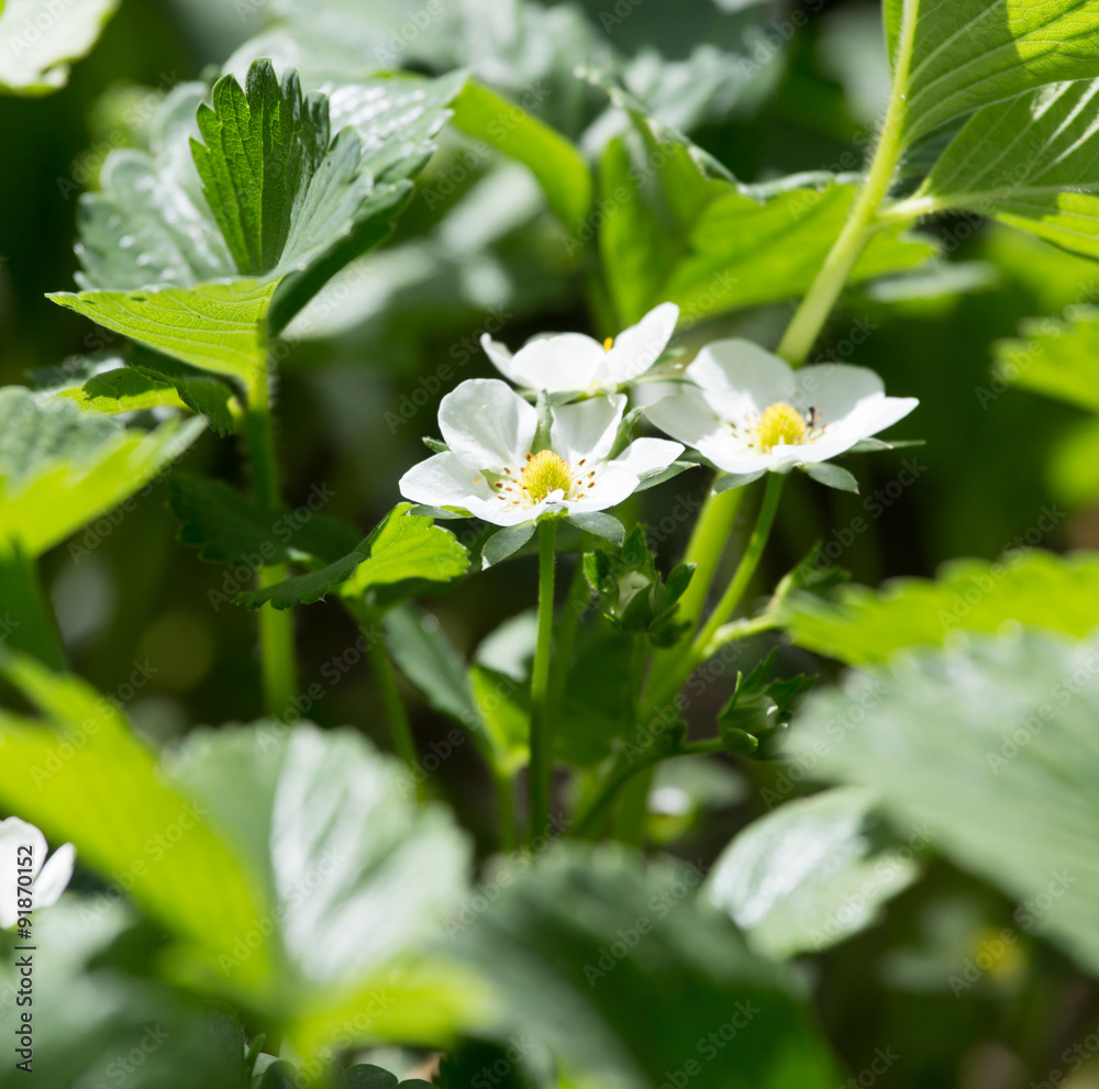 Strawberry flowers in nature Strawberry flowers in nature