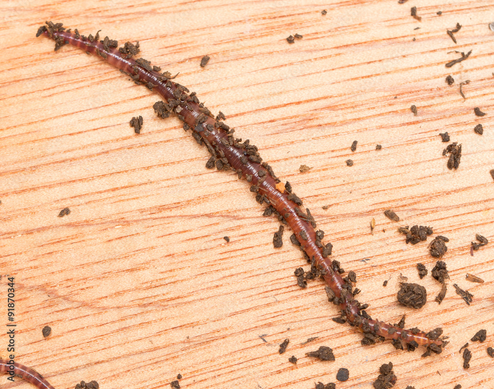 worm on wooden board