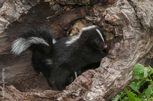 Baby Striped Skunk (Mephitis mephitis) Hangs Out in Log