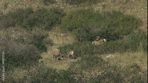 Bighorn sheep graze