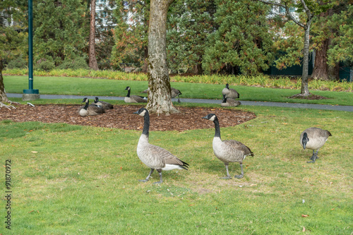Geese At Coulon Park 2