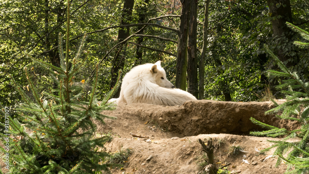 Fototapeta premium White wolf lying on the hill watching who disturbs him