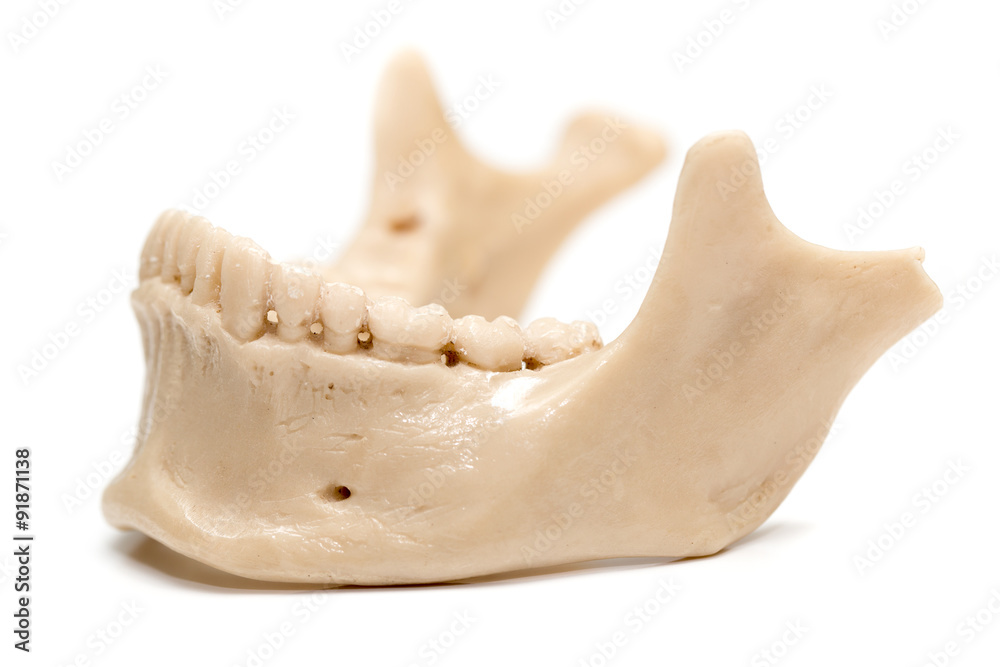 Fototapeta premium human jaw on a white background