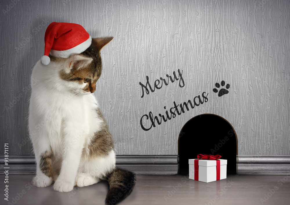 Fototapeta premium Xmas congratulate concept, Funny cat with santa hat and gift