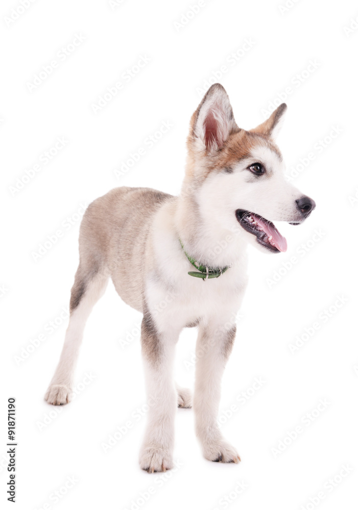 Malamute puppy isolated on white