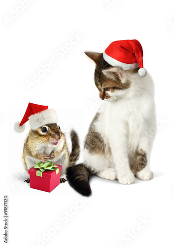 Comic xmas pet, funny chipmunk and cat with santa hat © dimj