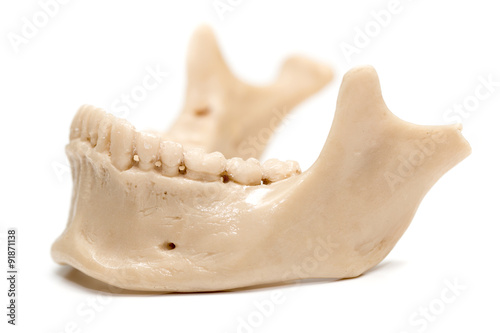 human jaw on a white background photo