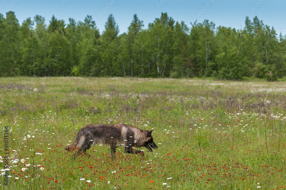 Black Phase Grey Wolf (Canis lupus) Runs Through Field Black Phase Grey Wolf (Canis lupus) Runs Through Field