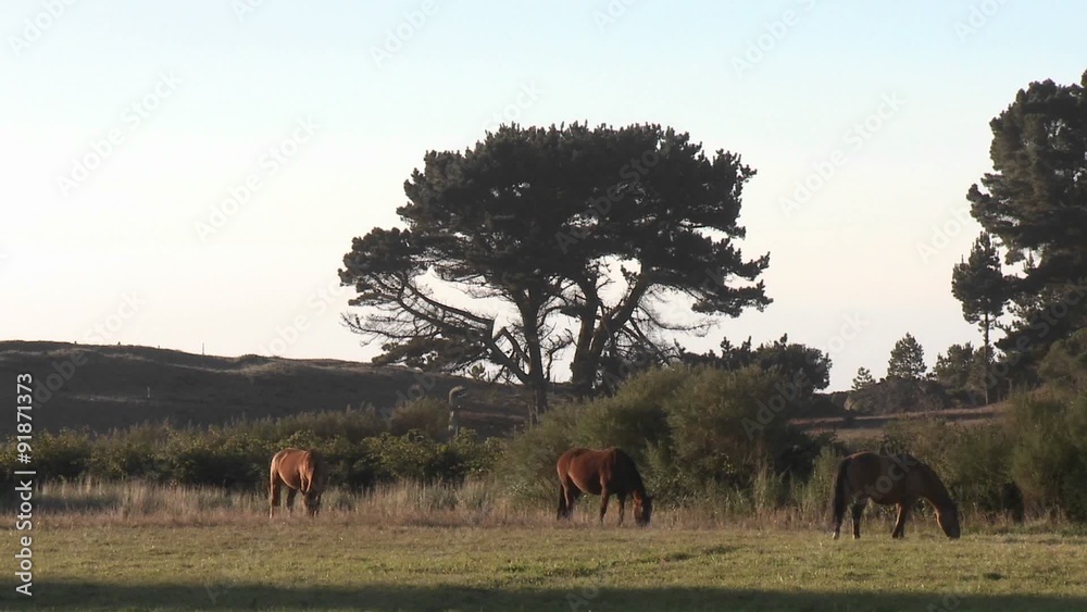 Horses graze in a pasture near Buchupureo, Chile Horses graze in a pasture near Buchupureo, Chile