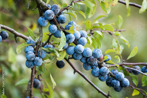 Obraz na płótnie Sloe fruits