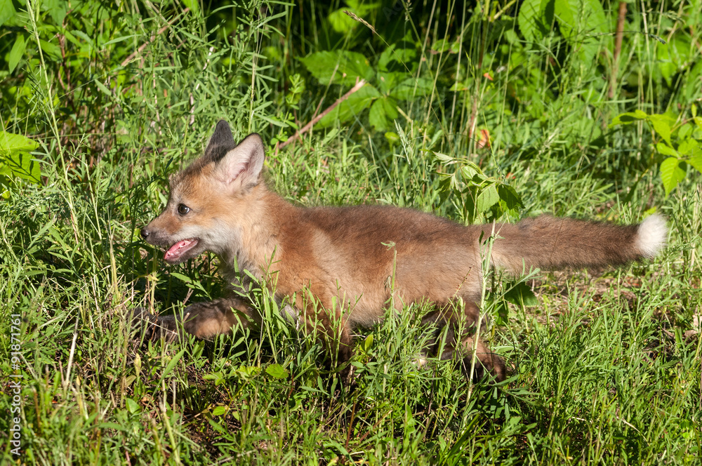 Red Fox Kit (Vulpes vulpes) Runs Left Red Fox Kit (Vulpes vulpes) Runs Left