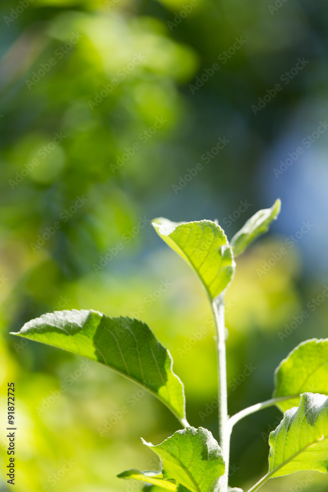 Obraz premium Beautiful branch of a tree with green leaves