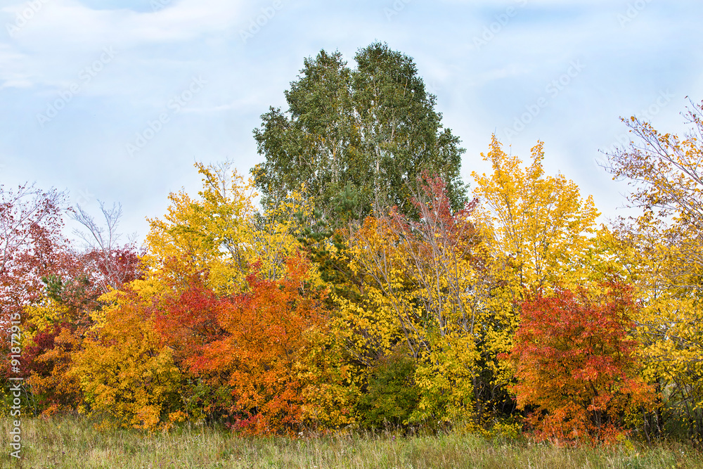 color autumn trees
