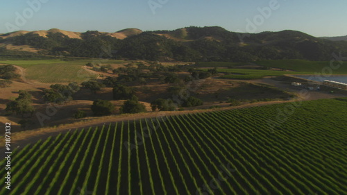 Helicopter aerial of a vineyard in the Santa Maria Valley, California. photo