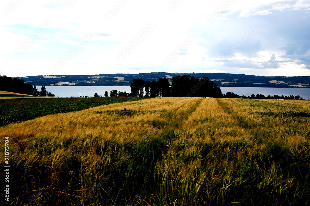 Grain Field Grain Field