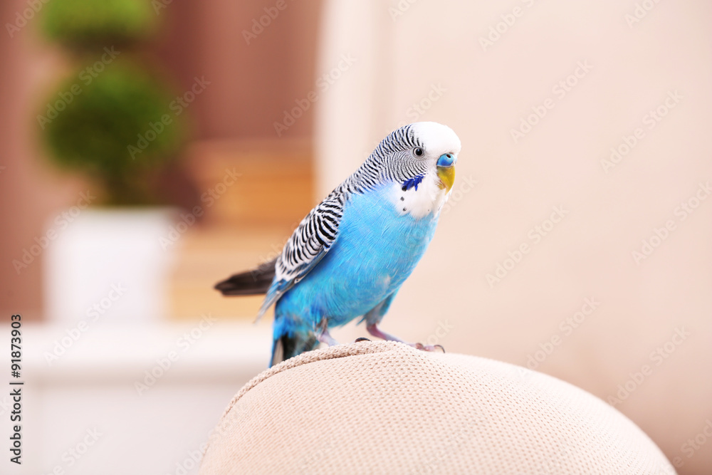 Fototapeta premium Budgerigar at home on bright background