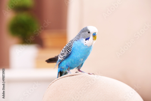 Budgerigar at home on bright background