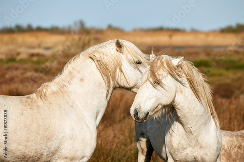 Two white horses of Camargue